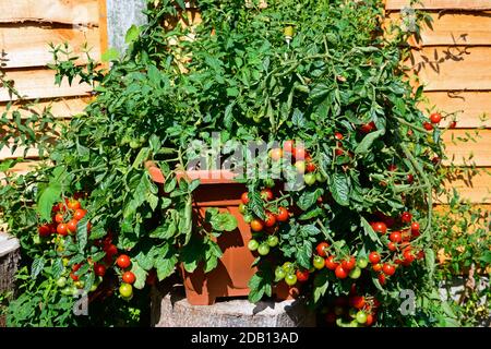 Tomates Losetto croissant dans une casserole, Royaume-Uni Banque D'Images