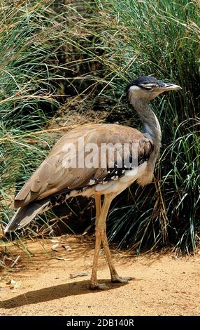 AUSTRALIAN BUSTARD ardeotis australis, adulte Banque D'Images