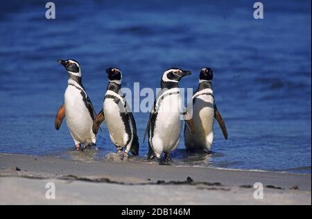 MAGELLANIC PENGUIN spheniscus magellanicus, groupe émergeant de l'océan, l'Argentine Banque D'Images