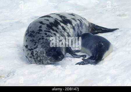 Phoque à capuchon Cystophora cristata, MÈRE AVEC PUP SUCKLING SUR CHAMP DE GLACE, MAGDALENA ISLAND AU CANADA Banque D'Images