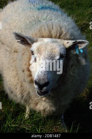 Mouton de montagne gallois, petite race de mouton robuste cultivé dans les parties supérieures des montagnes gallois, souvent blanc sans laine sur le visage ou sur les jambes inférieures. Banque D'Images