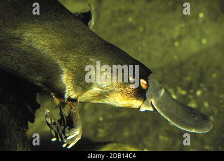 PLATYPUS ORNITHORHYNCHUS ANATINUS, GROS PLAN DE LA TÊTE MONTRANT LE BÉACK, AUSTRALIE Banque D'Images
