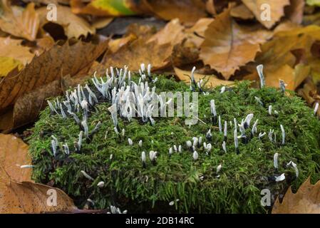 Champignons Candle-wick/ Candlesnuff (Xylaria hypoxylon) sur une bûche Banque D'Images