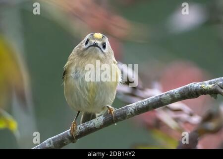 Oiseau de Goldcrest, Regulus regulus, qui se fourrasse à travers les branches des arbres et du Bush Banque D'Images