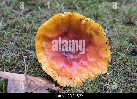 Mouche agaric (Amanita muscaria) - le tabouret classique Banque D'Images