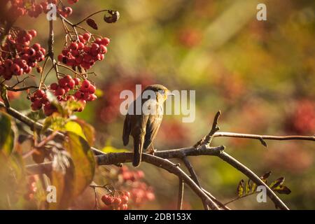 Gros plan d'un Robin européen, erithacus rubecula, oiseau en plumage d'hiver nourrissant des baies d'orange de Sorbus aucuparia, également appelé rowan et de la cendre de montagne Banque D'Images