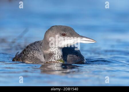Gros plan d'un huard à duvet, Gavia immer, également connu sous le nom de grand plongeur du nord ou grand huard à chasser et à manger des écrevisses Banque D'Images