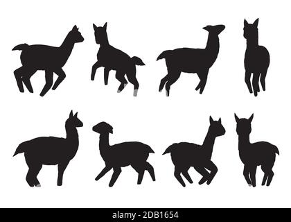 Collection silhouette lamas. Jeu d'illustrations vectorielles. Isolé sur fond blanc Illustration de Vecteur