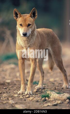 DINGO canis familiaris dingo, DES PROFILS Banque D'Images