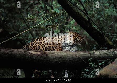 JAGUAR panthera onca, FEMELLE PORTANT un CUB Banque D'Images