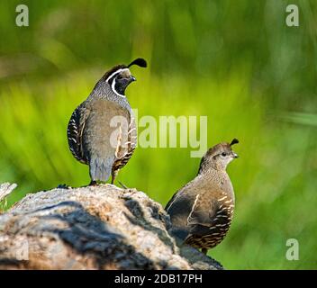 Paire de Quail californien nord-américain montrant les différences de plumage entre les mâles de gauche et les femelles. Banque D'Images