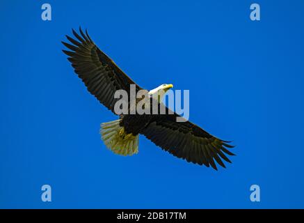 Un grand aigle à queue blanche qui survole la côte à Parksville sur l'île de Vancouver Colombie-Britannique Canada. Banque D'Images