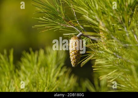 Branche de pin d'Alep (Pinus halepensis) avec cônes. Espagne. Banque D'Images