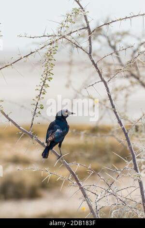 Oiseau brillant isolé qui s'élance dans le parc national d'Etosha, en Namibie Banque D'Images