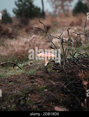 Un champignon agarique de mouche rouge pousse dans une partie brûlée de la forêt dans la réserve naturelle de Skrylle à Skåne, en Suède Banque D'Images