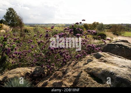 Floraison de verveine bonariensis au début de l'automne soleil, Essex, Angleterre, Royaume-Uni, Europe Banque D'Images