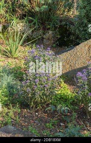 Caryopteris incana "Heavenly Blue", fleurit dans un jardin Banque D'Images