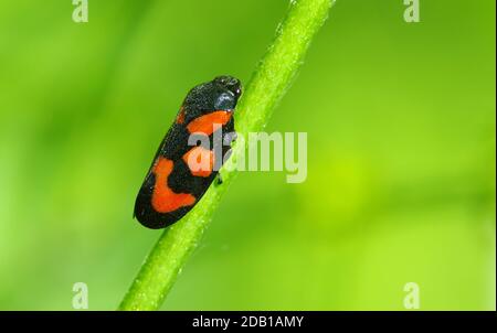 Froghopper rouge et noir (Cercovis vulnerata). Adulte reposant sur une lame d'herbe. Allemagne Banque D'Images