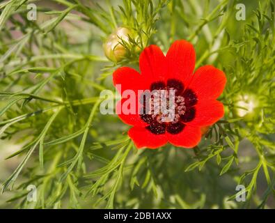 Adonis d'été, oeil de faisan d'été (Adonis aestivalis), floraison. Allemagne Banque D'Images