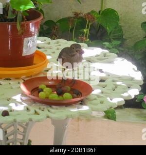 Muguet à ventre roux (Turdus rufiventris) perché sur une assiette avec un raisin dans son bec. Un oiseau à ventre orange du Brésil et de l'Argentine Banque D'Images