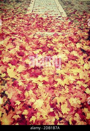 Tapis automnal de feuilles rouges et dorées sur un sentier Banque D'Images