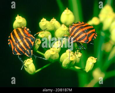 Insecte de bouclier rayé (Graphosoma italicum). Deux doubles sur des fleurs jaunes. France Banque D'Images