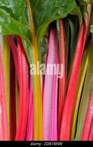 Beta vulgaris 'Bright Lights'. Verger suisse arc-en-ciel fraîchement récolté affichant des teintes caractéristiques. Automne. ROYAUME-UNI Banque D'Images