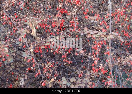 Berberis thunbergii. Bush aux baies de baryère rouges à la fin de l'automne. Mise au point sélective. Banque D'Images