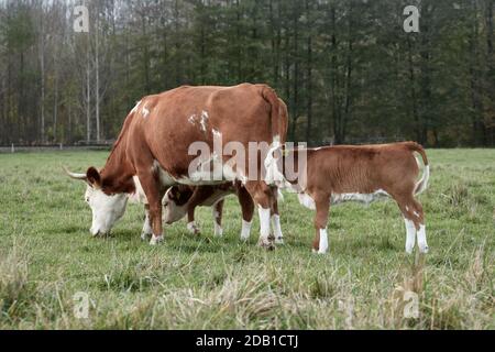 Bovins de boucherie Hereford et jeunes veaux de vache qui bissent dans les pâturages Banque D'Images