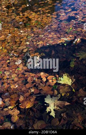Feuilles d'automne flottant sur l'eau de l'étang de bois. Kent, Royaume-Uni. Banque D'Images