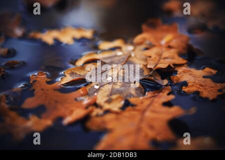 Dans l'automne sombre, les feuilles sèches qui sont tombées des arbres se trouvent sur la surface de l'eau de la flaque, et de petites gouttes de rosée pure sur eux. Novembre. Banque D'Images