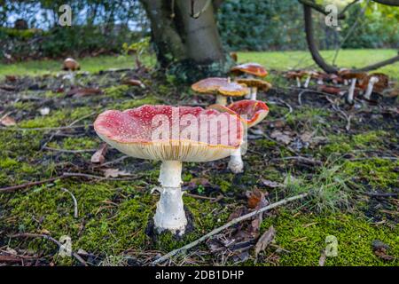 Gros tabourets de crapaumé (Amanita muscaria) à la fin de l'automne / début de l'hiver à Surrey, en Angleterre Banque D'Images