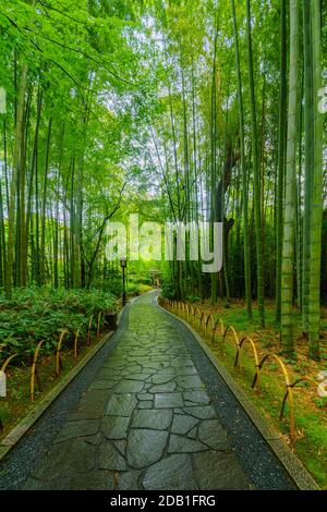 Vue sur la petite forêt de bambous, dans la péninsule d'Izu, Shuzenji, Japon Banque D'Images