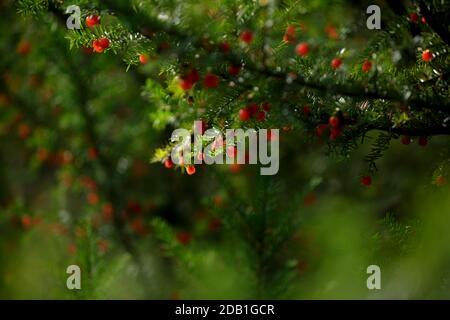 Yew. Taxus baccata. L'if européen est un arbuste de conifères à feuilles persistantes avec des fruits rouges empoisonnés et amers. Arbre de Yew aux fruits rouges. Baies rouges en pleine croissance Banque D'Images