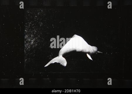 Belle photographie en noir et blanc vintage des années 1970 d'un dauphin à nez de bouteille nageant loin sous l'eau. Banque D'Images