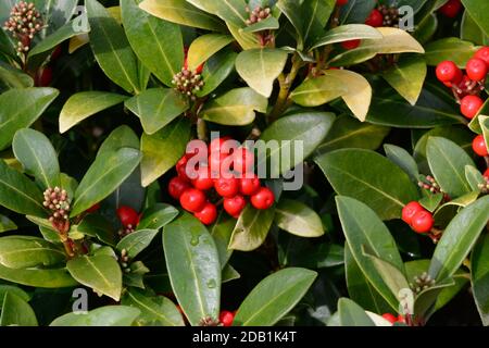 Skimmia japonica reevisiana avec baies rouges poussant dans un jardin Skimmia japonais Banque D'Images