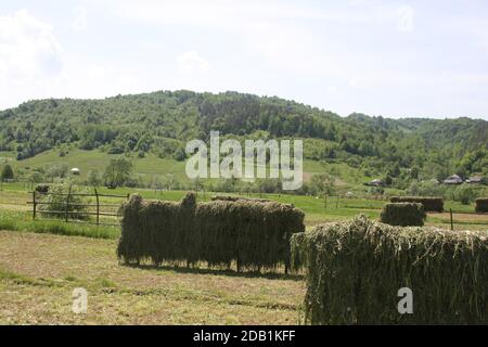 Séchage de foin sur des casiers à Maramures, Roumanie Banque D'Images