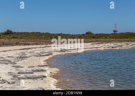 Stromatolites, les plus anciennes formes de vie de notre planète, dans les eaux hyper salines du lac Thetis près de Cervantes, en Australie occidentale Banque D'Images