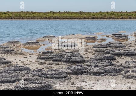 Stromatolites, les plus anciennes formes de vie de notre planète, dans les eaux hyper salines du lac Thetis près de Cervantes, en Australie occidentale Banque D'Images