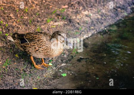 Un canard sauvage se tient sur la rive avant d'entrer dans l'eau et de nager dans la chasse. Banque D'Images