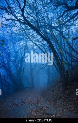 Belle forêt mystique dans le brouillard bleu en automne.paysage avec chemin Dans la forêt de foggy rêveuse.chemin à l'aventure.Forêt sombre et moody avec une voie d'entrée Banque D'Images