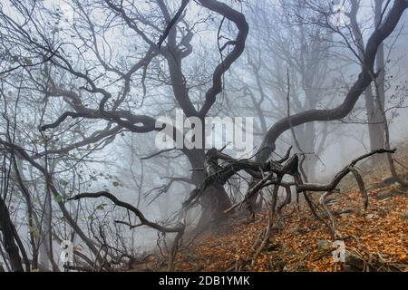 Vieux arbre magique dans le brouillard.incroyable forêt brumeux.paysage coloré avec brouillard Forêt, feuillage orange à l'automne.Forêt féérique à l'automne.Bois d'automne.Enchanted t Banque D'Images