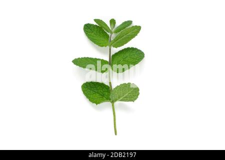 Branche de feuilles de menthe ou de mentha avec ombre isolée sur blanc. Banque D'Images