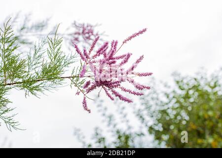 Tamarix ramosissima, cèdre du sel, tamarisque, fleurs dans le jardin de la maison de Rothe, Kilkenny, comté de Kilkenny, Irlande Banque D'Images