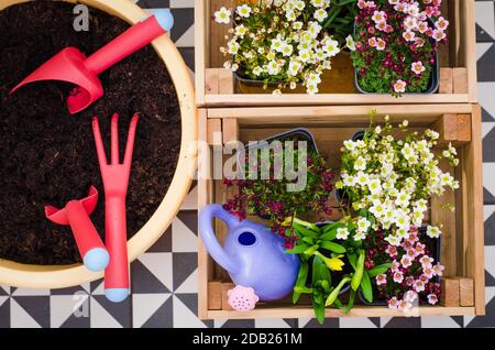 Outils de jardinage et de semis de fleurs de printemps pour les semis sur les parterres du jardin, patio ou terrasse. Concept de jardinage. Banque D'Images