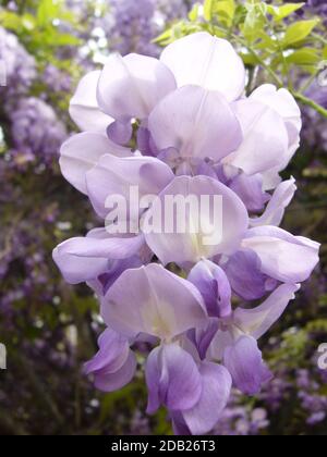 Un plan vertical de pruple wisteria fleurs croissant dans le maison Banque D'Images