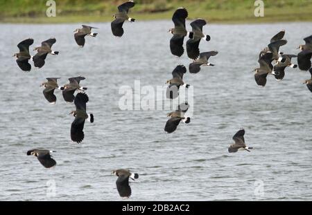 Troupeau de Lapwing (vanellus vanellus) Banque D'Images