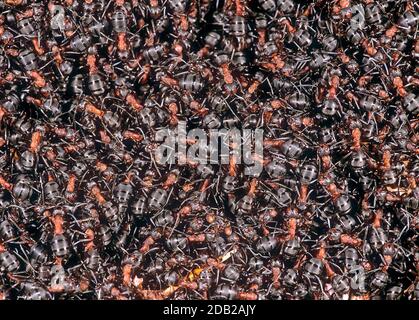 Ant en bois rouge (Formica rufa). Beaucoup de fourmis sur un anthill. Autriche Banque D'Images