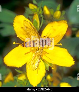 Survolez le moût de St. John's (Hypericum perforatum) foratum en fleurs Banque D'Images