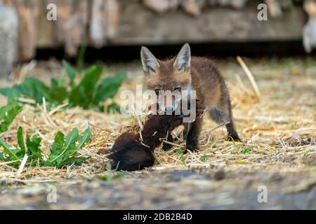Renard rouge (Vulpes vulpes). Kit portant un écureuil rouge mort (Sciurus vulgaris). Allemagne. Banque D'Images